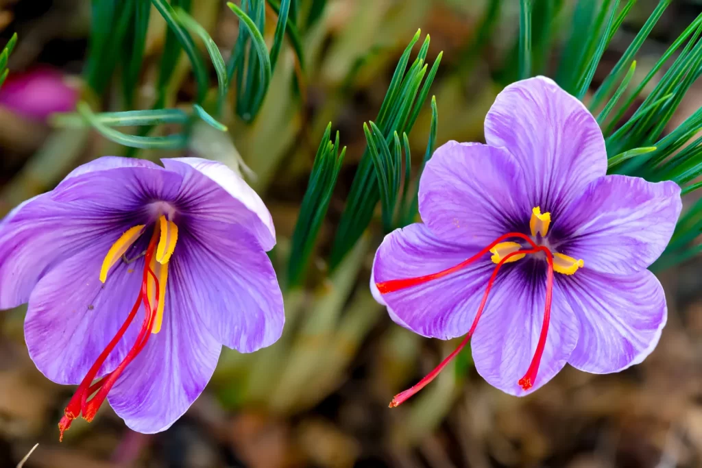 saffron flower