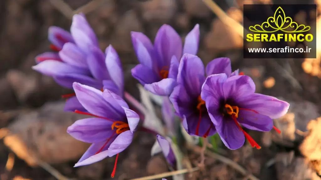 croucs flower saffron flower