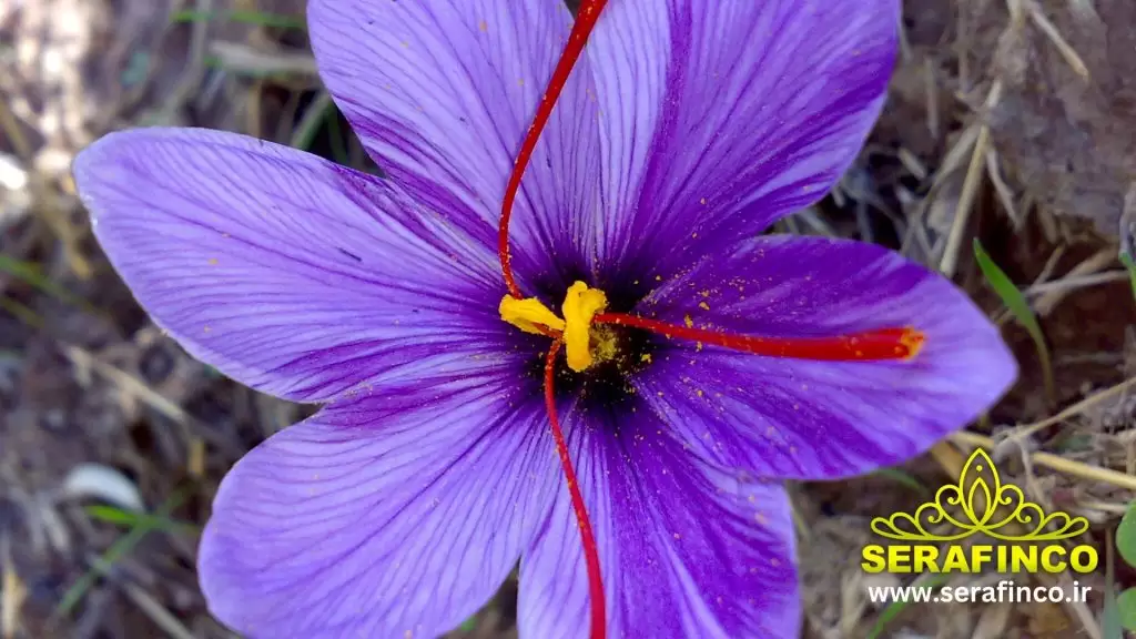 saffron flower