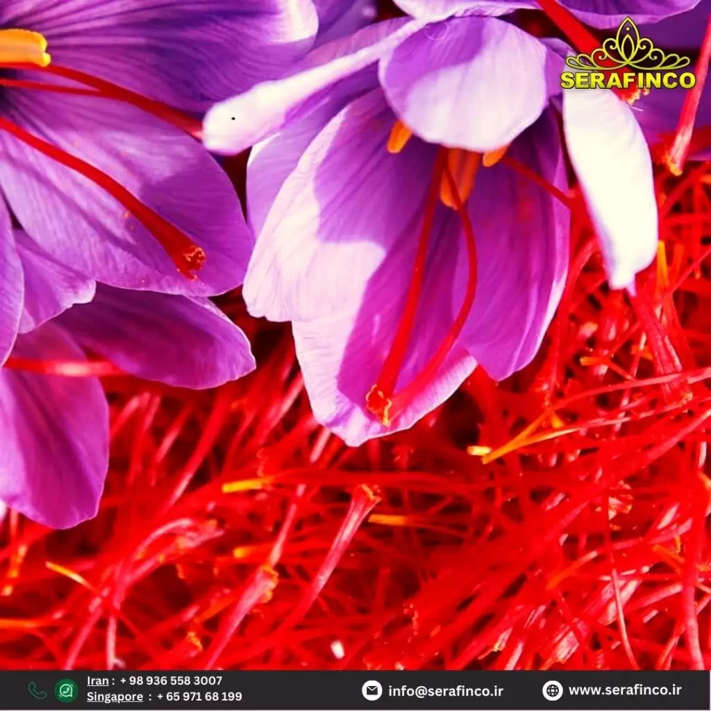 super negin saffron - Serafinco saffron - Singapore saffron