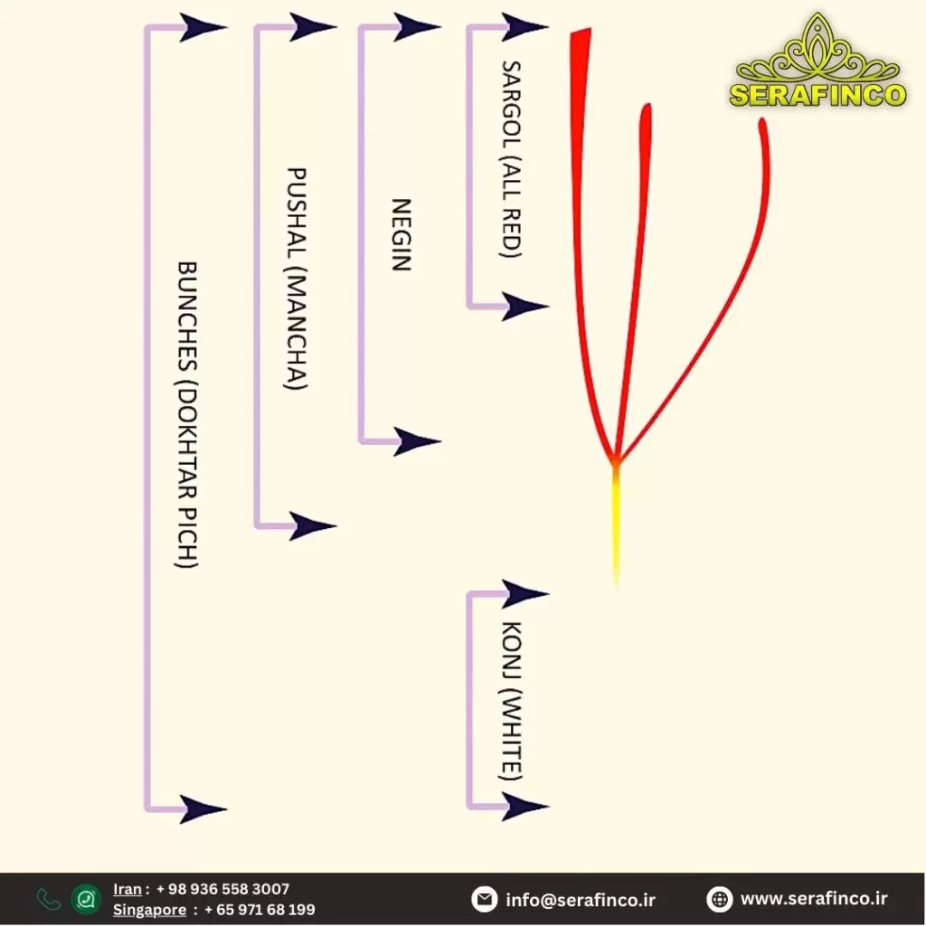 Poushal saffron and Sargol saffron difference