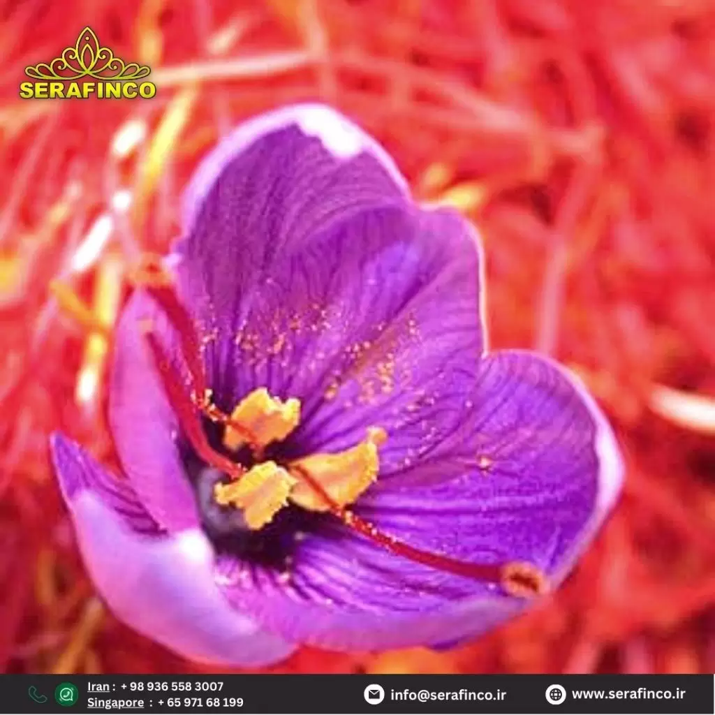 Saffron Producers and Saffron Market 