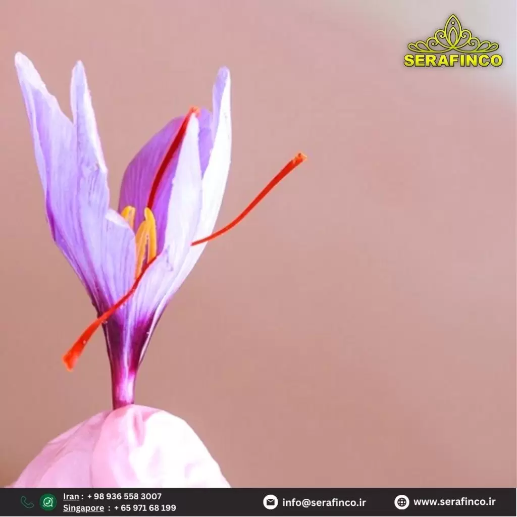 Botanical Specifications of Iranian Saffron