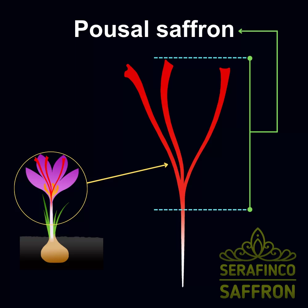 Singapore saffron- SERAFINCO SAFFRON-Best saffron in Singapore Poshal saffron